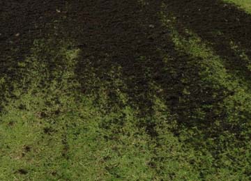 top dressing BEKO